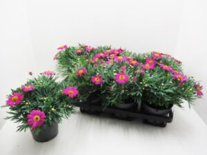 Strauchmargerite (Argyranthemum) pink 12 cm