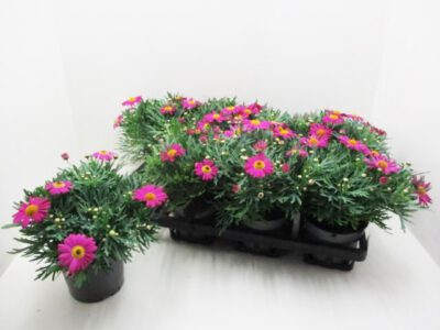 Strauchmargerite (Argyranthemum) pink 12 cm