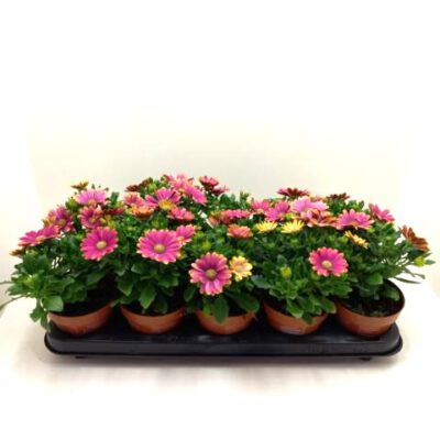 Bornholmmargerite pink 11,5 cm