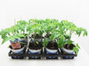 Tomate veredelt 12 cm