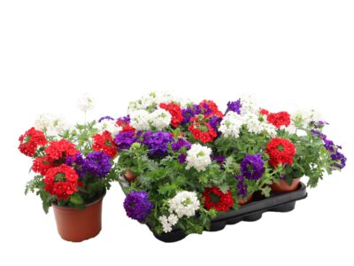 Trio Eisenkraut (Verbenen) 12 cm
