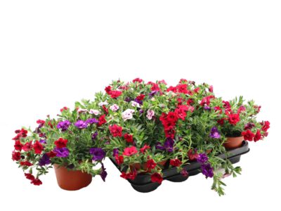 Trio Million Bells (Calibrachoa) 12 cm