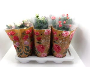 Rosen Mix 15 cm