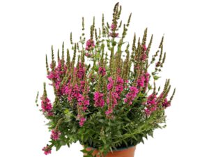 4 L Blut- Weiderich (Lythrum)