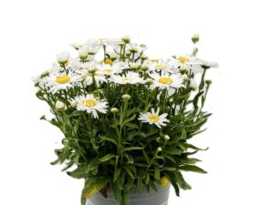 4 L Stauden-Margerite (Leucanthemum)
