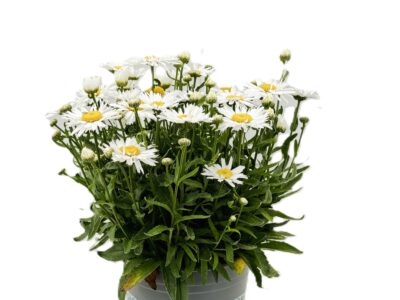 4 L Stauden-Margerite (Leucanthemum)