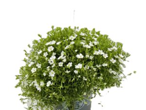 4 L Sandkraut (Arenaria)