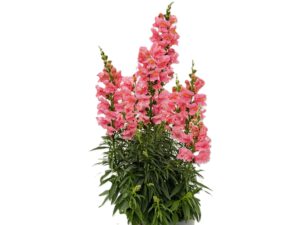 4 L Löwenmaul (Antirrhinum majus)