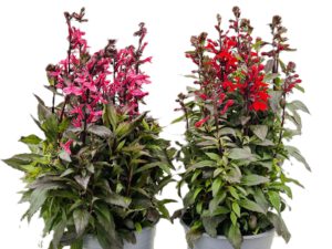 4 L Lobelie (Lobelia speciosa)