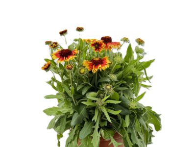 4 L Kokardenblume (Gaillardia)