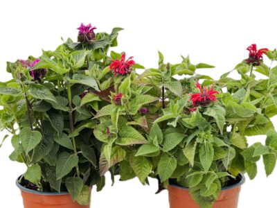 4 L Indianernessel (Monarda)