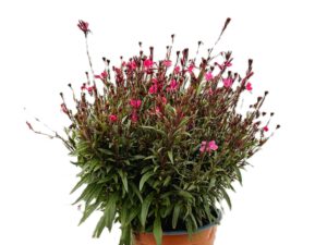4 L Prachtkerze (Gaura)