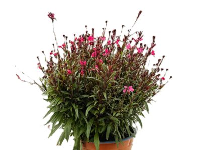 4 L Prachtkerze (Gaura)