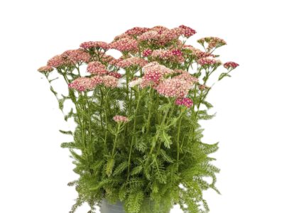 4 L Schafgabe (Achilea millefolium)