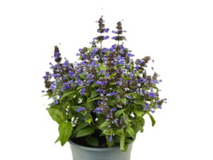 4 L Katzenminze (Nepeta)