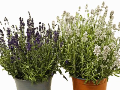 4 L Lavendel (Lavandula angustifolia)
