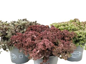 4 L Sedum