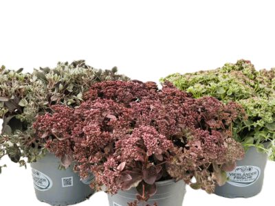4 L Sedum