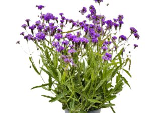4 L Stauden-Verbene (Verbena rigida)