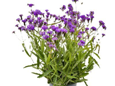 4 L Stauden-Verbene (Verbena rigida)