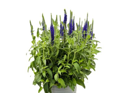 4 L Veronica