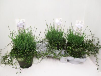 Lavandula mit Mühlenbeckia im Tontopf 17 cm