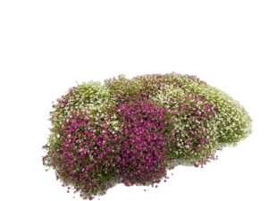 12 cm Schleierkraut (Gypsophila)