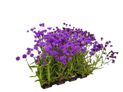 12 cm Stauden-Verbene (Verbena rigida)