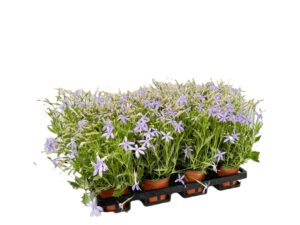 12 cm Sternenblume (Laurentia Blue)