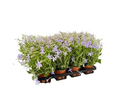 12 cm Sternenblume (Laurentia Blue)