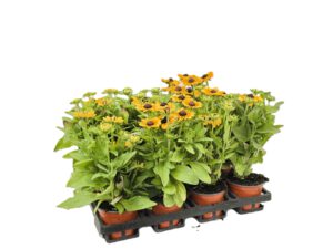 12 cm Sonnenhut (Rudbeckia)