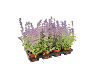 12 cm Katzenminze (Nepeta)