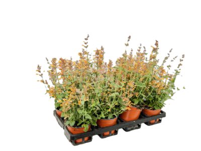 12 cm Duftnessel (Agastache)