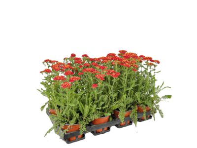 12 cm Schafgarbe (Achillea)
