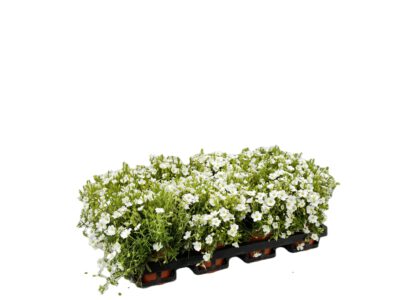 12 cm Sandkraut (Arenaria)
