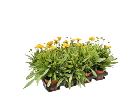 12 cm Mädchenauge (Coreopsis)