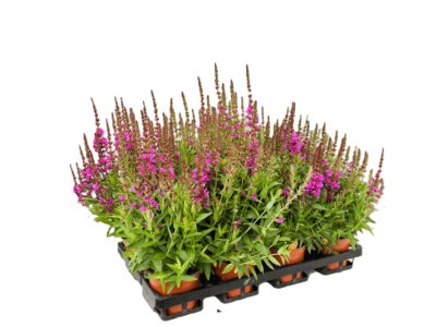 12 cm Blut-Weiderich (Lythrum)