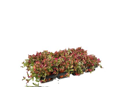 12 cm Portulakröschen (Portulaca)