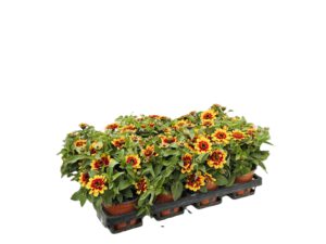 12 cm Zinnien