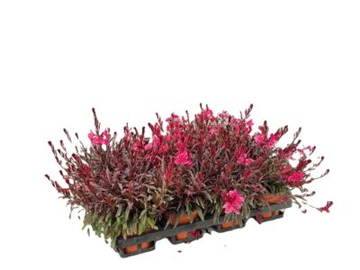 12 cm Prachtkerze (Gaura)