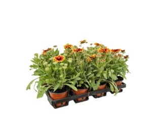 12 cm Kokardenblume (Gaillardia)