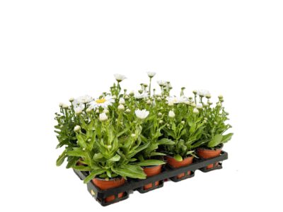 12 cm Margeriten (Leucanthemum)