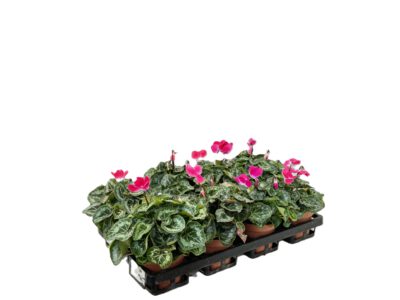 12 cm Alpenveilchen (Cyclamen)