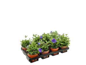 12 cm Ballonblume (Platycodon)