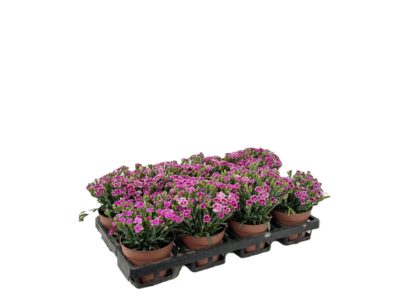 12 cm Nelken (Dianthus)