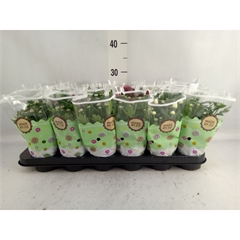 Chrysanthemum eintrieber Mix 9 cm