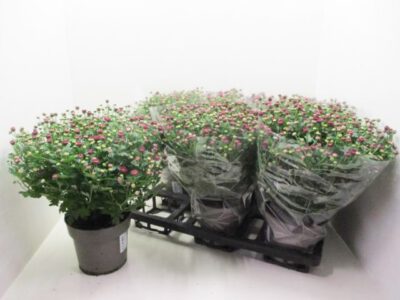 Chrysanthemum ind. lila 15 cm