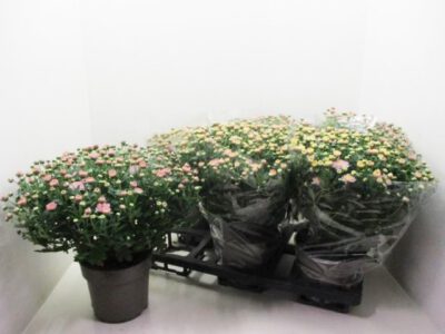Chrysanthemum ind. rosa 15 cm