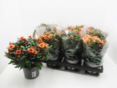 Chrysanthemum "Yahoo" bronze 12 cm