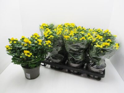 Chrysanthemum "Yahoo" gelb 12 cm